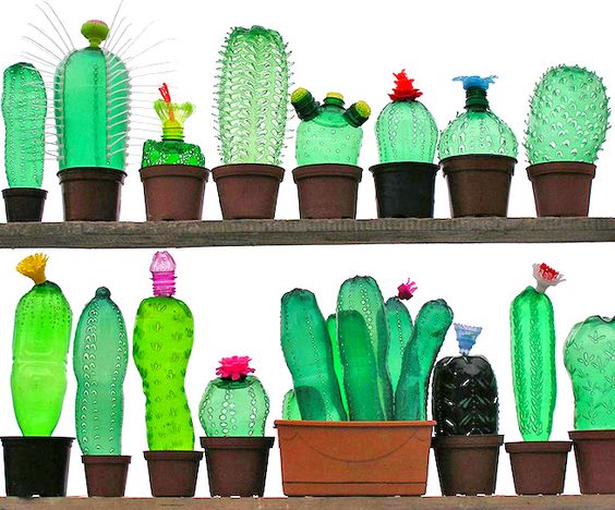 cactus bottiglie